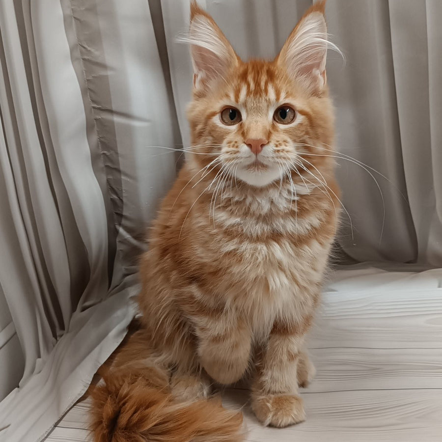 Peter Maine Coon male, red tabby