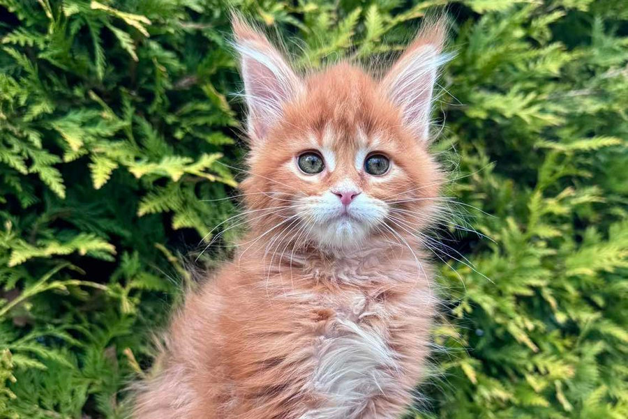 Guido Maine Coon male red spotted tabby - live animals