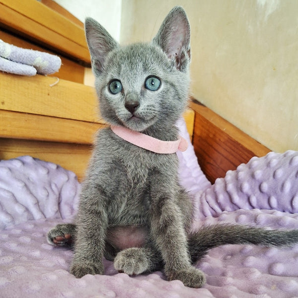 Cream Russian Blue female, blue