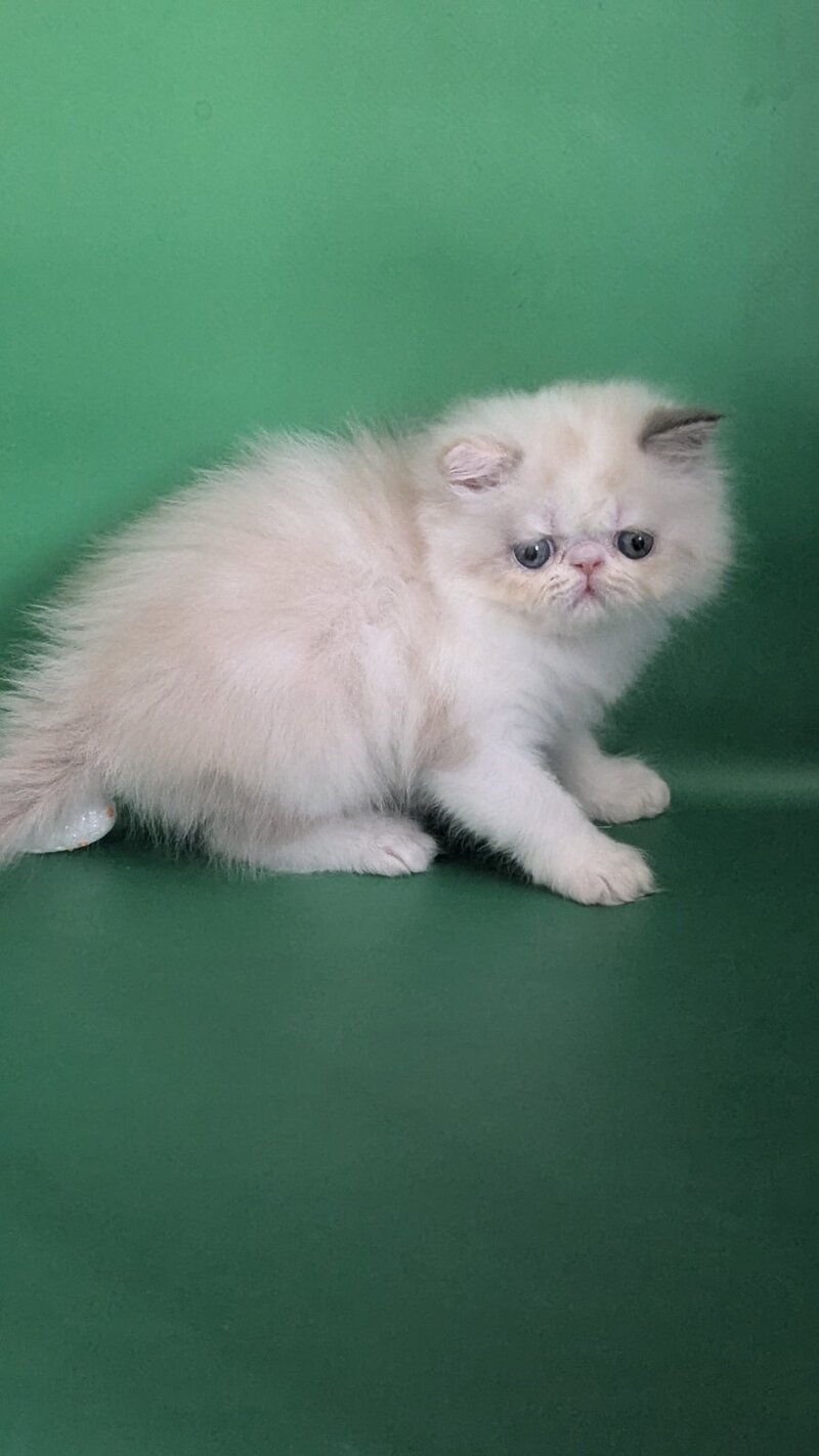 Nelli Persian female, blue tortie pointed bicolour