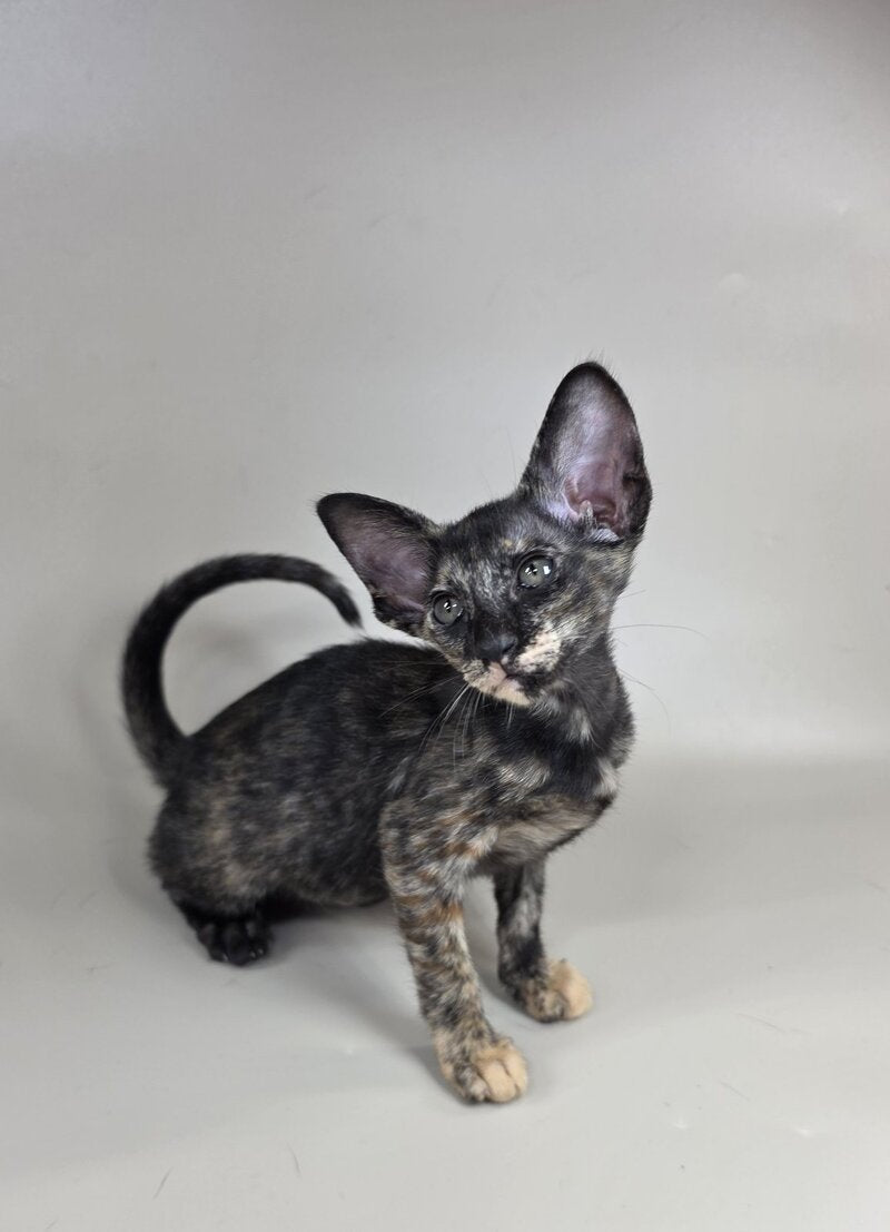 Xandra Oriental Shorthair female, chocolate tortie
