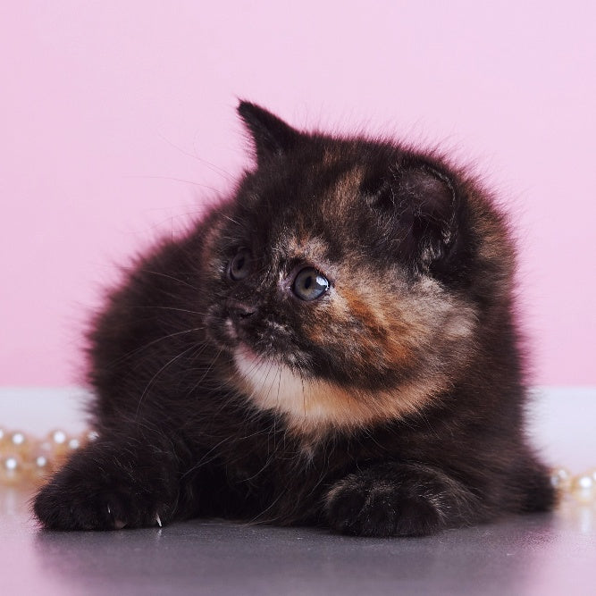 Africa British Shorthair female, black tortie