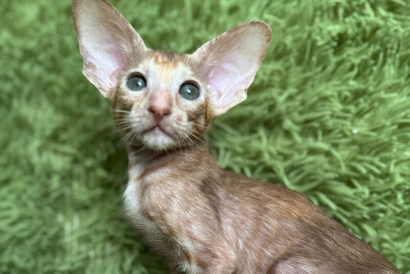 Luna Oriental Shorthair female cinnamon tortie - live animals