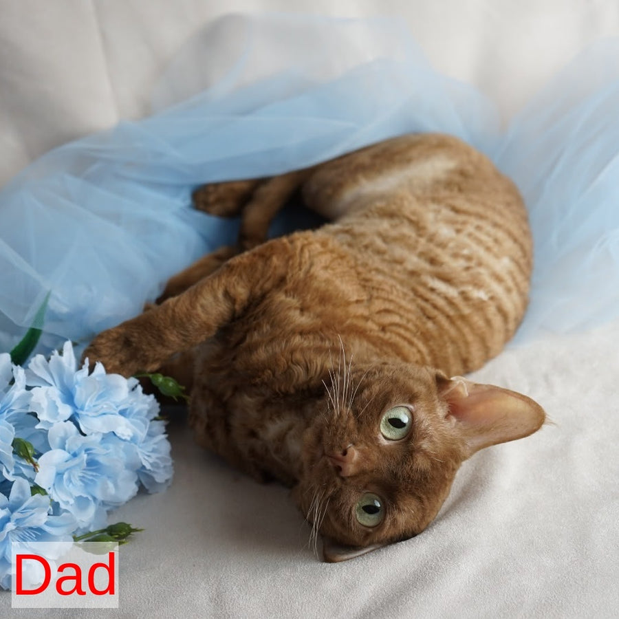Paskal Devon Rex male, cinnamon