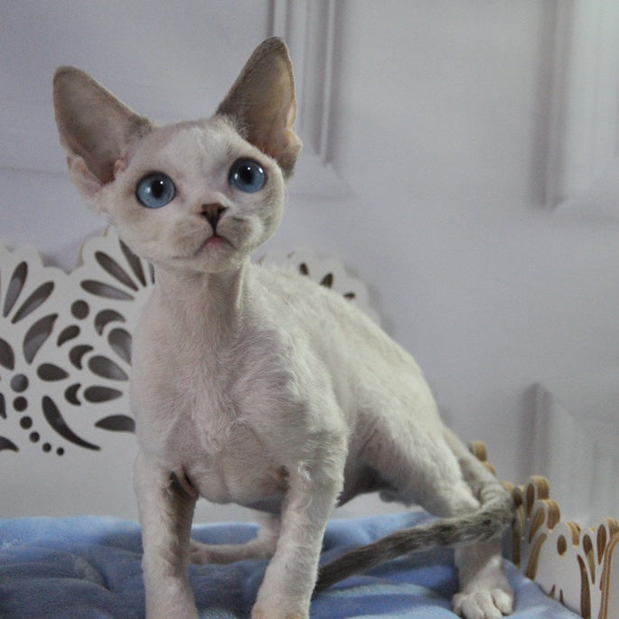 Tolik Devon Rex male, blue bicolour pointed