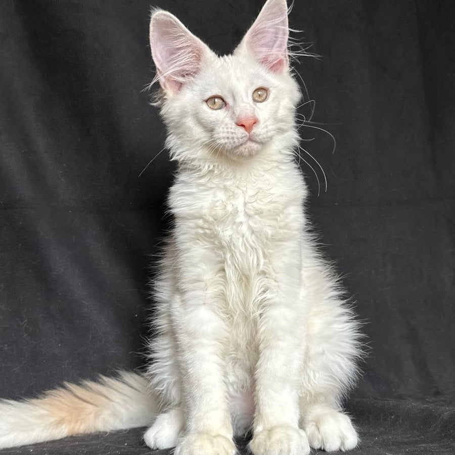 Juno Maine Coon male, red silver shaded