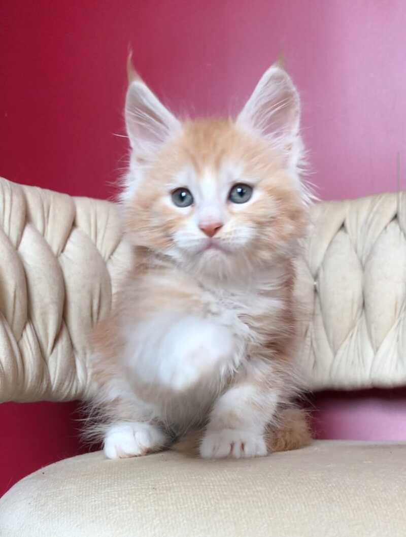 Yogurt Maine Coon male red silver tabby bicolour - live animals