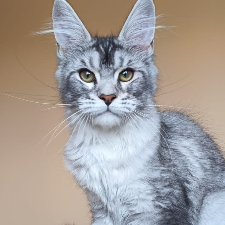 Danessa Maine Coon female, black silver ticked tabby