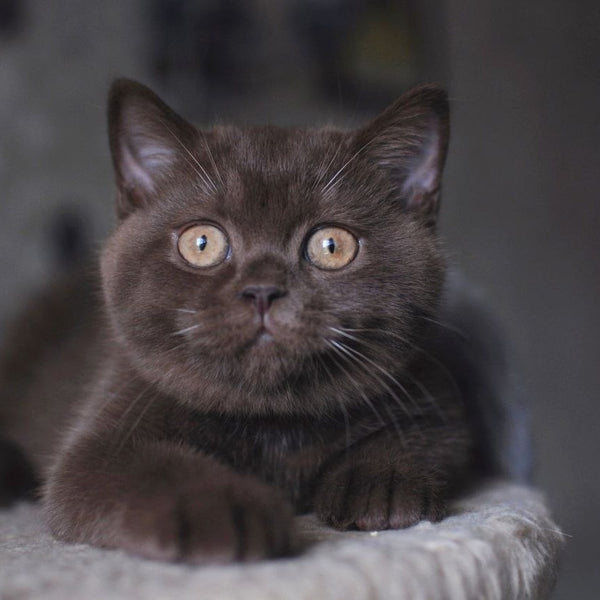 Rose British Shorthair female, chocolate
