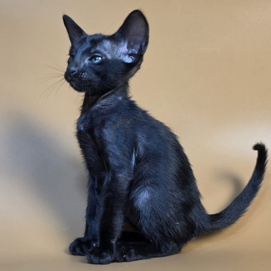Fenrir Oriental Shorthair male, black