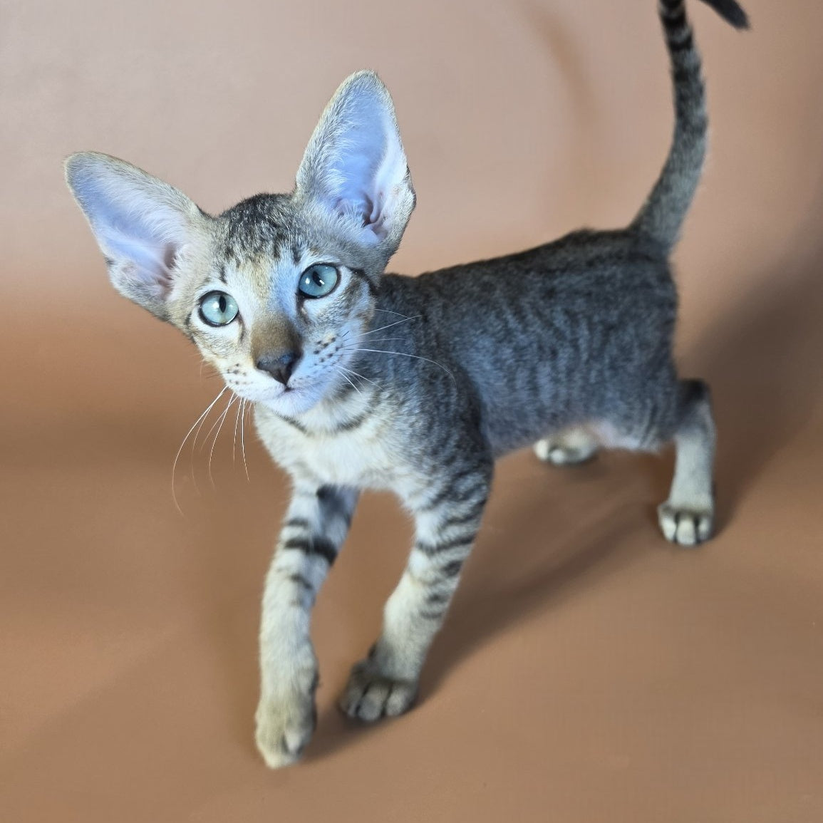 Gideon Oriental Shorthair male, black spotted tabby
