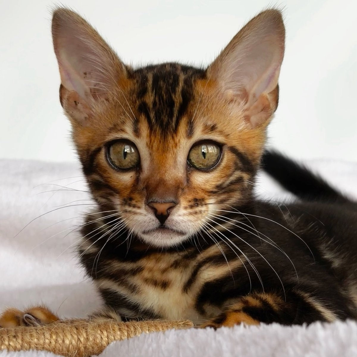 Drakula Bengal male, black tabby