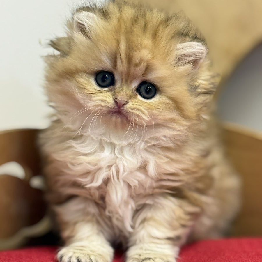 Nori British Longhair female, black golden tabby