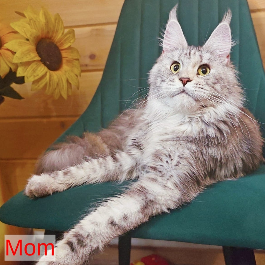 Hloya Maine Coon female, black tortie tabby