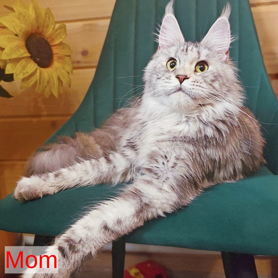 Hurrem Maine Coon female, red tabby