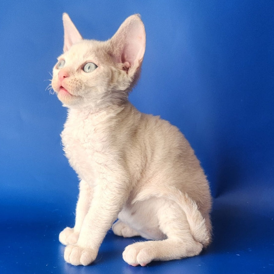 Maria Devon Rex female, chocolate tabby pointed