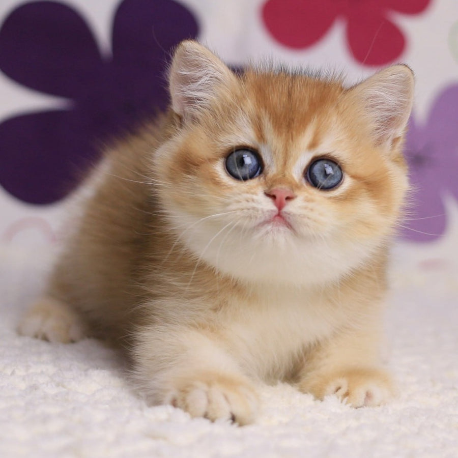 Aurora British Shorthair female, black golden chinchilla