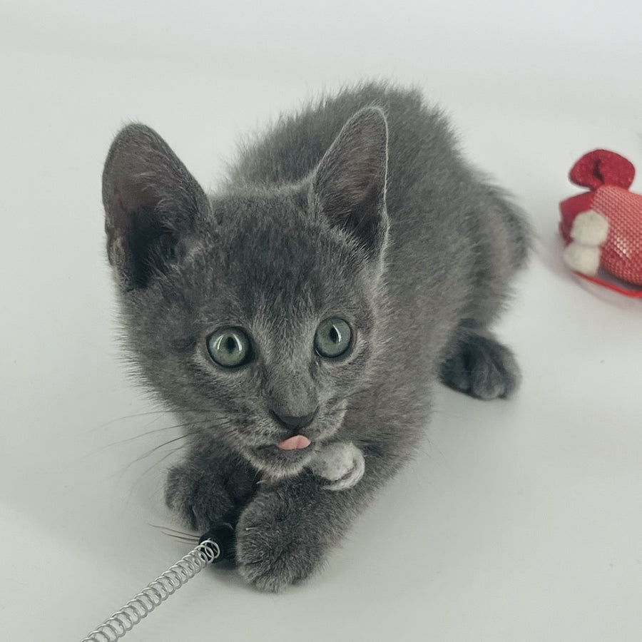 Aisha Russian Blue female, blue