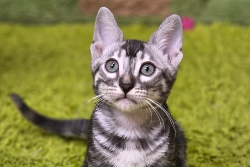 Gabriel Bengal male, black silver spotted tabby