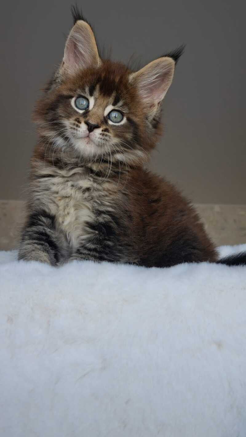 Leopold Maine Coon male black ticked tabby live animals