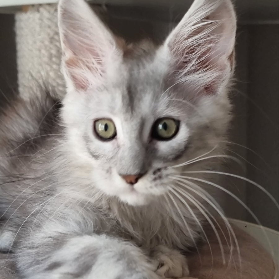 Eveta Maine Coon female, black silver tabby