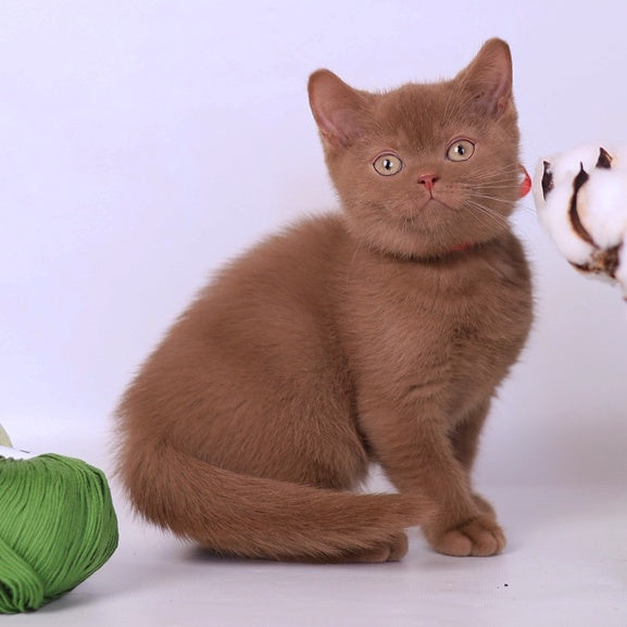 Lily British Shorthair female, cinnamon