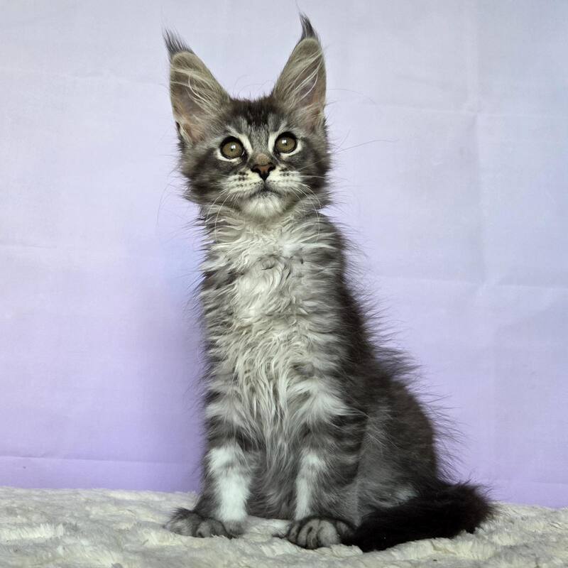 Pomona Maine Coon female, black silver ticked tabby