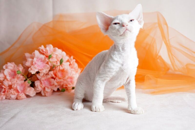 Nika Devon Rex female white - live animals