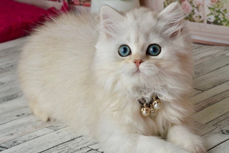 Rina Scottish Straight female black silver shaded - live animals