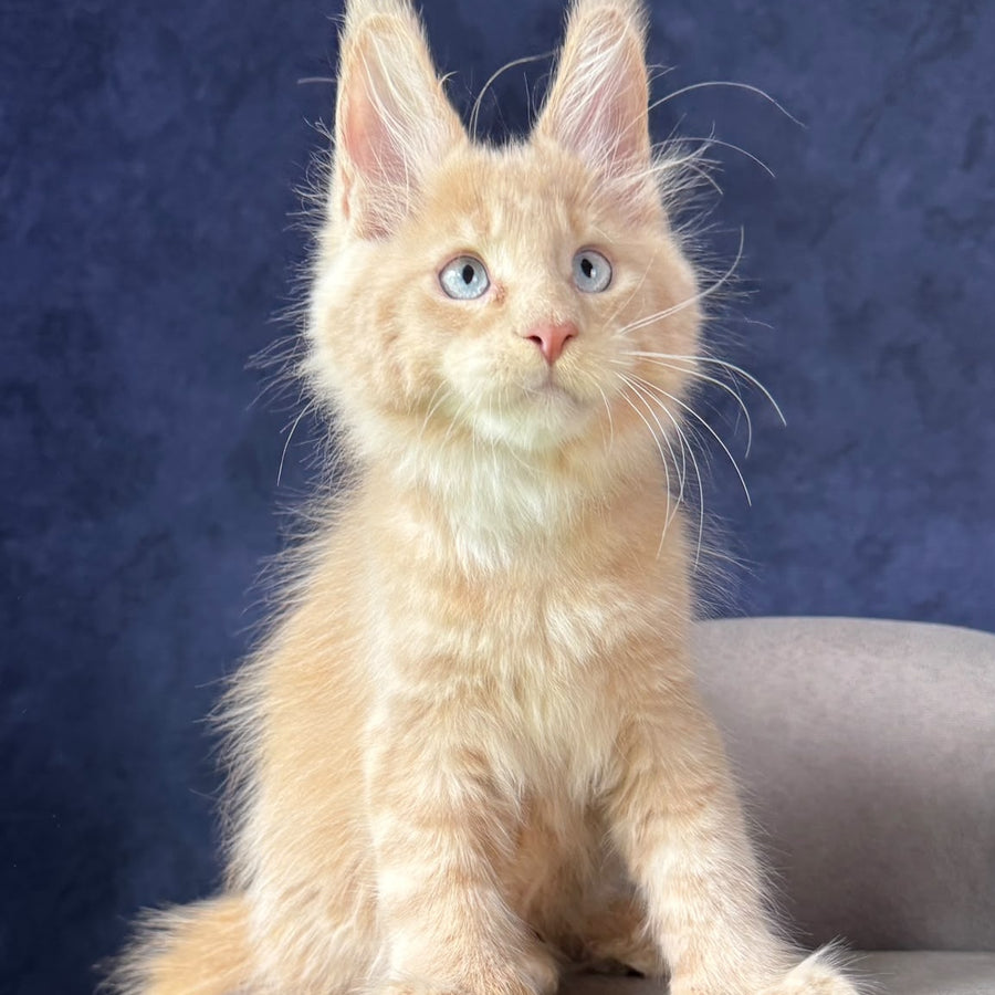 Rumbik Maine Coon polydactyl 6x6x6x6 male, cream with white