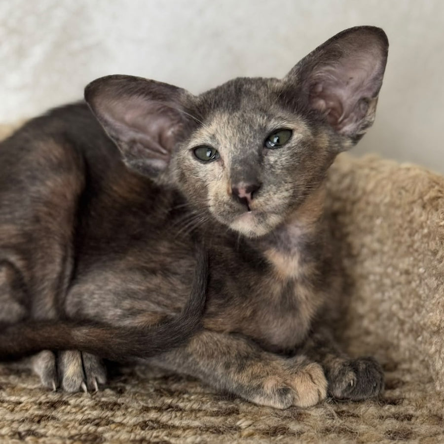 Latifa Oriental Shorthair female, blue tortie