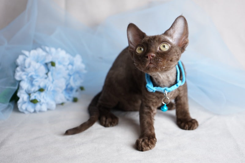 Makar Devon Rex male chocolate - live animals