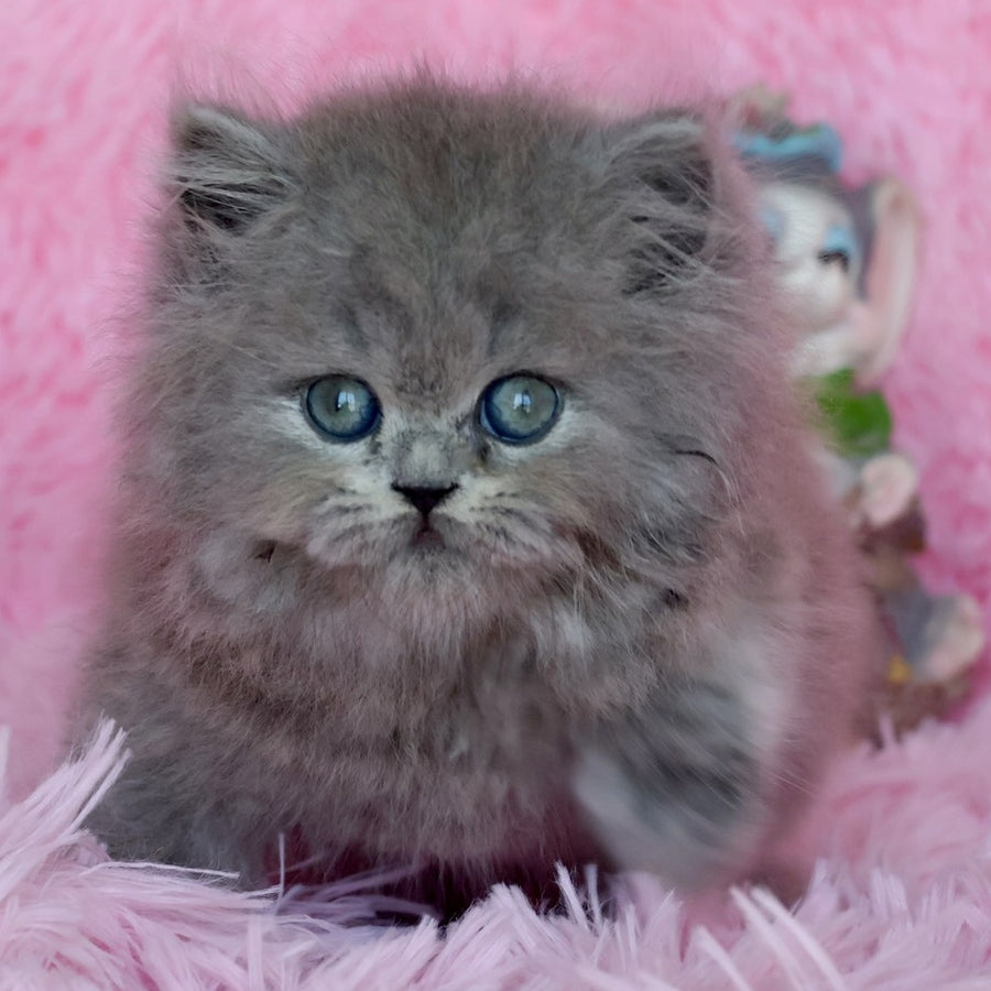 Xavia British Longhair female, blue