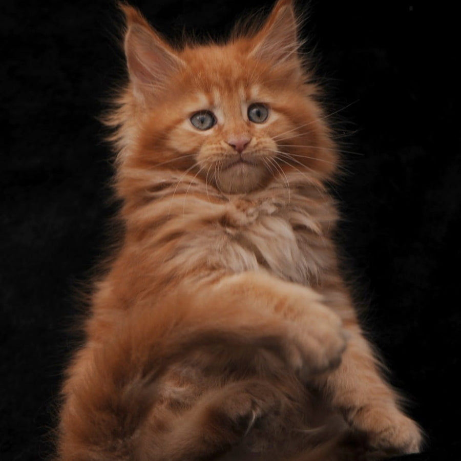 Sally Maine Coon female, red