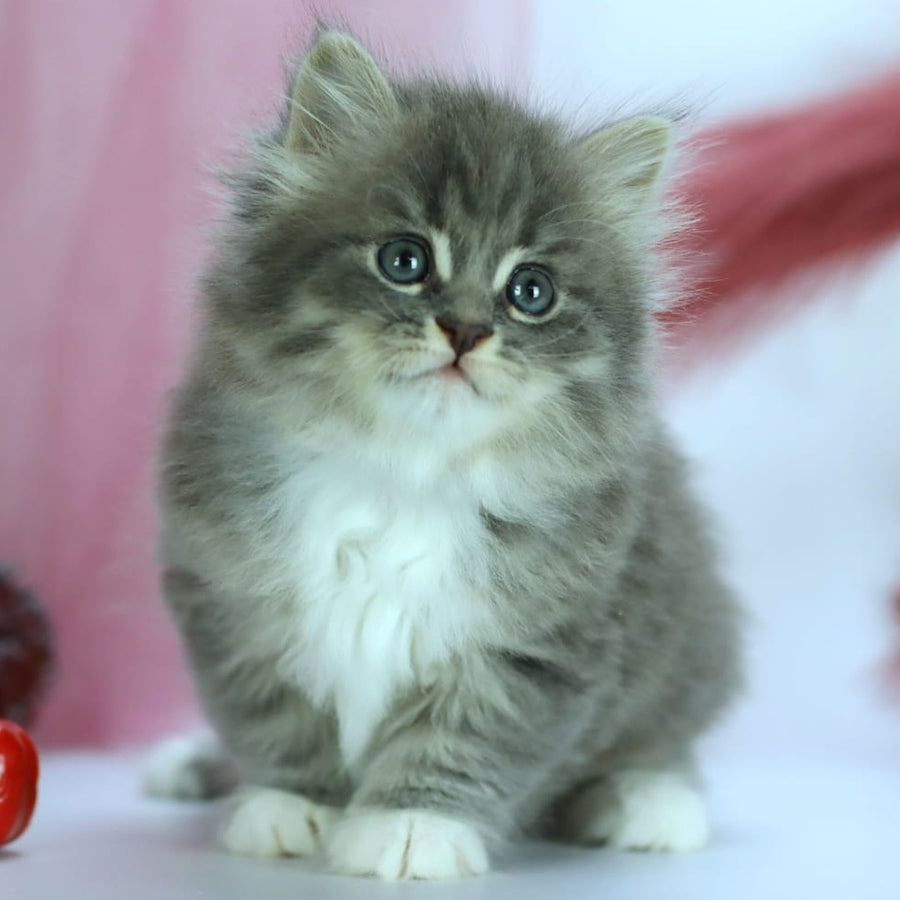 IrtyshIrtysh Siberian male, blue with white spotted tabby
