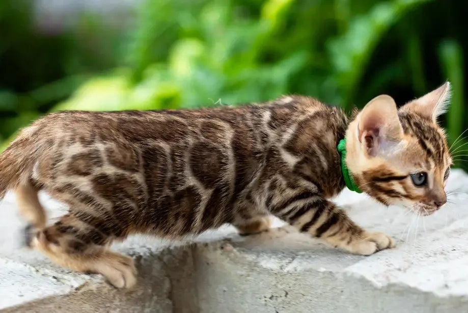 Valentino Bengal male, black spotted tabby