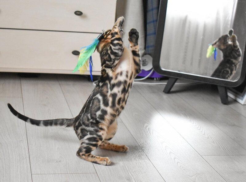 Wolt Bengal male black spotted tabby - live animals