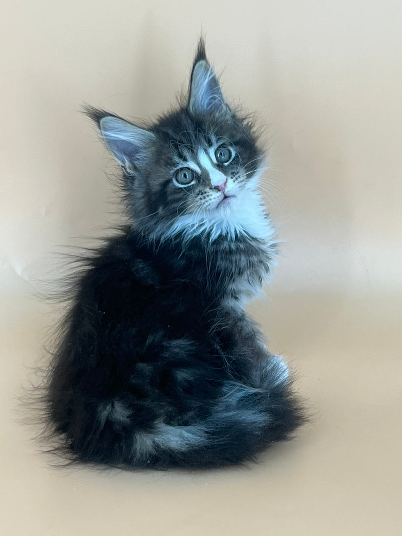 Bershka Maine Coon female, black tortie tabby bicolour