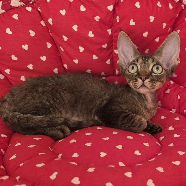 Alex Devon Rex male, black tabby
