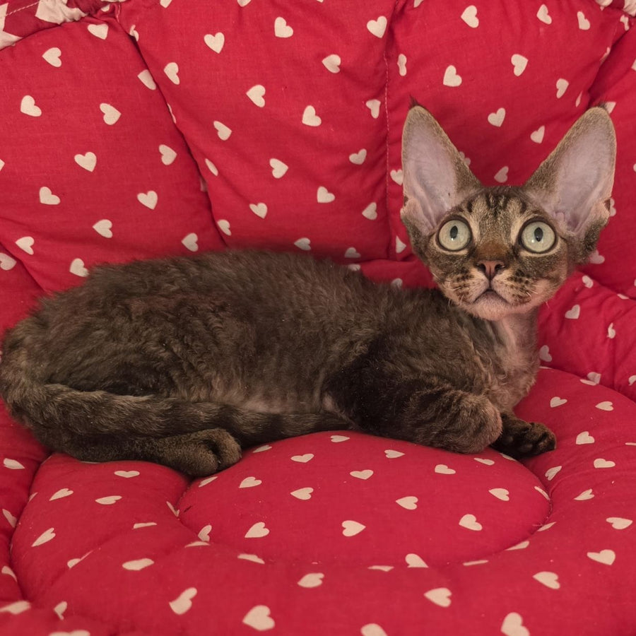 Alex Devon Rex male, black tabby