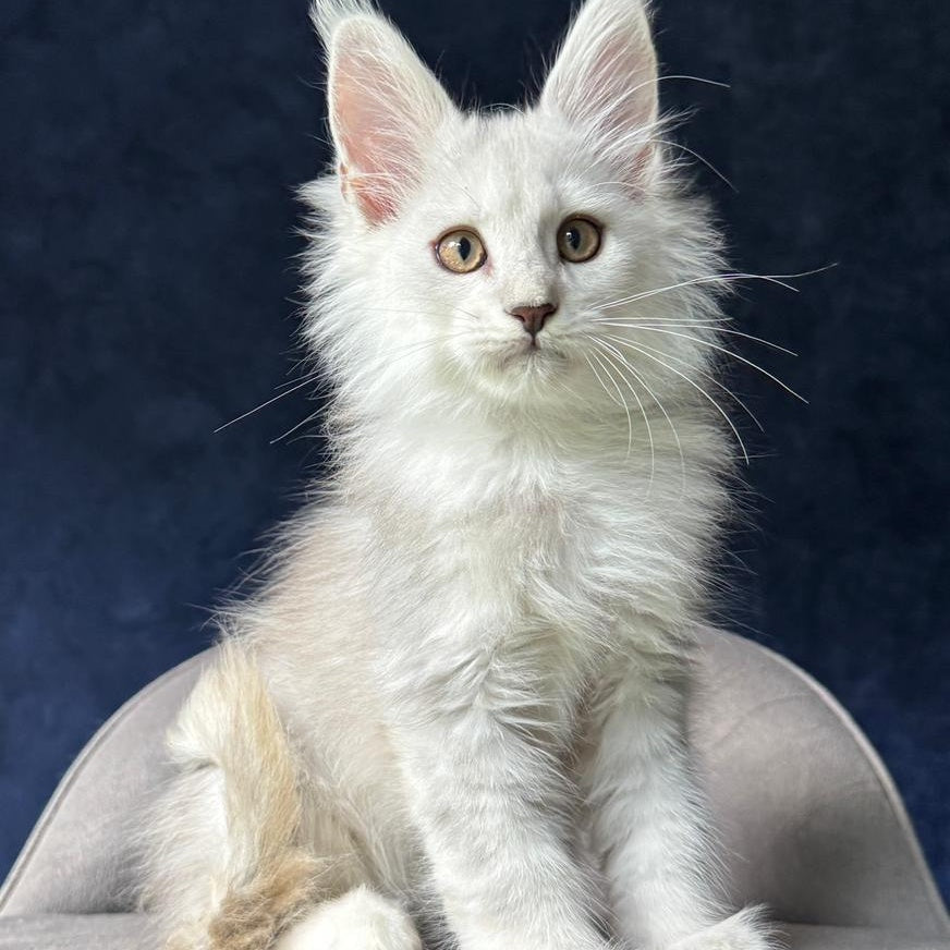 Yin Maine Coon male, black silver shaded