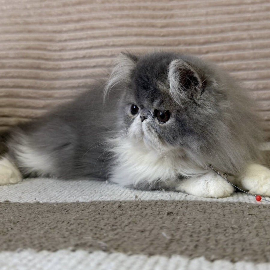 Lady Blue Persian female, blue bicolour spotted tabby