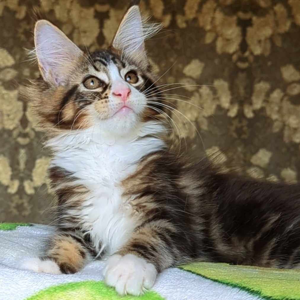 Haridvari Maine Coon female, black tabby with white