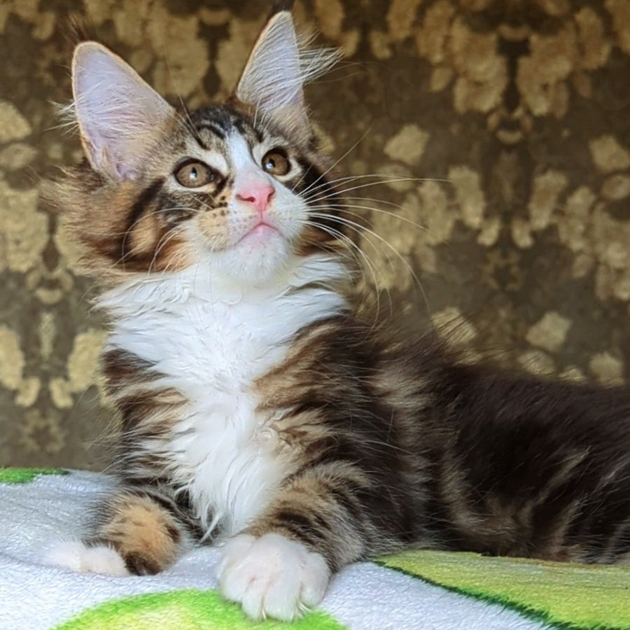 Haridvari Maine Coon female, black tabby with white