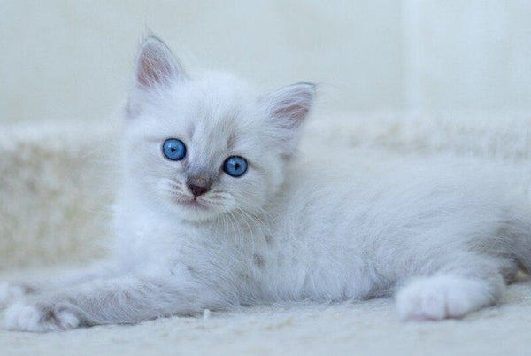 Helena Siberian female blue with white tabby pointed - live animals