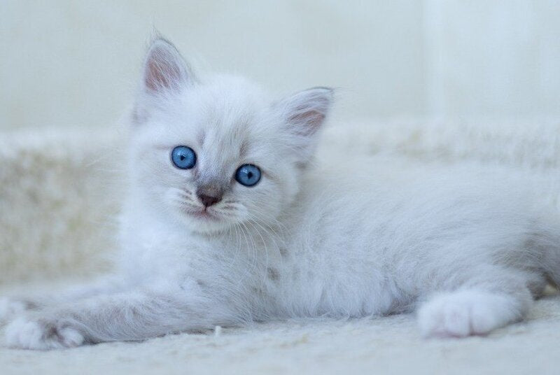 Helena Siberian female, blue with white tabby pointed