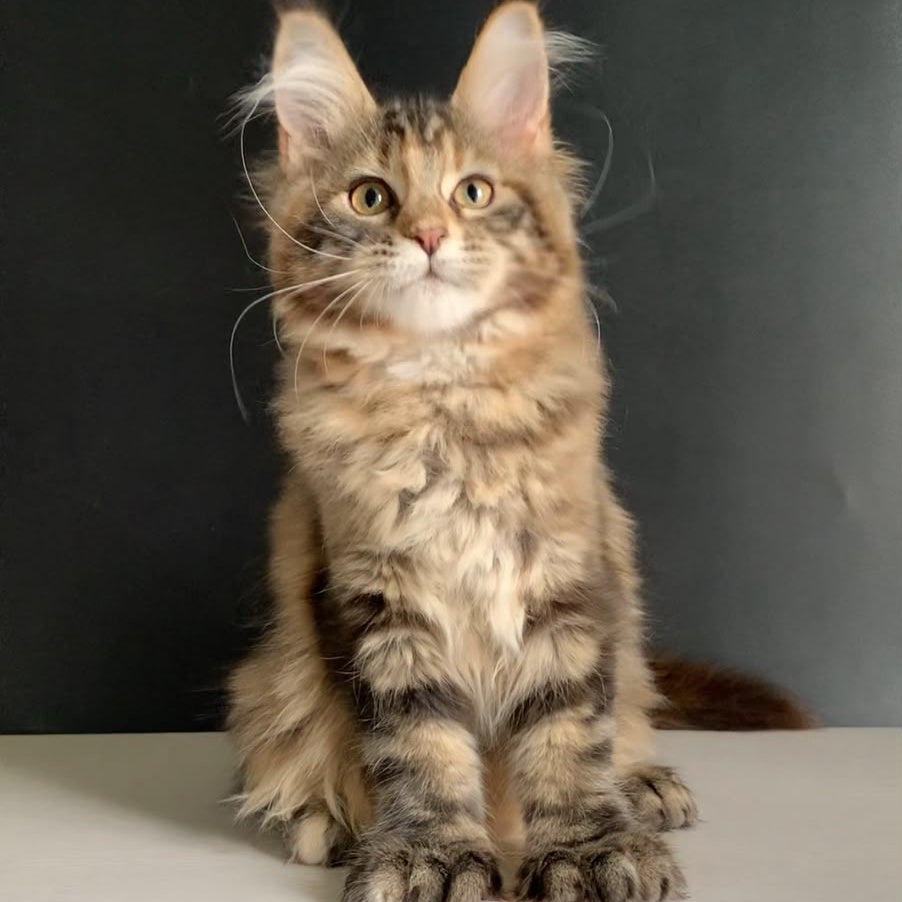 Ozzi Maine Coon polydactyl 6x6x6x6 female, black tortie tabby
