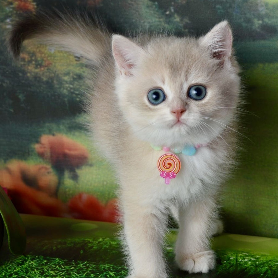 Una British Shorthair female, blue golden shaded