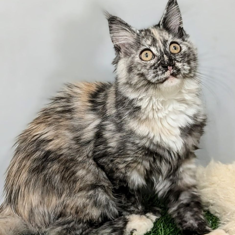 Westalia Maine Coon female, black tortie silver