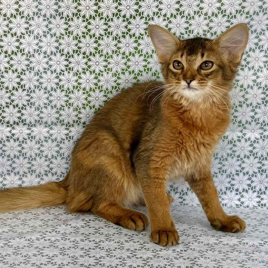 Dzhenifer Somali female, ruddy